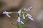 Cutleaf toothwort